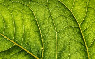 Służebność fasad bioadaptacyjnych: zrównoważone korzystanie z przestrzeni miejskiej